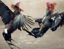 Berkedok Breng-Brengan Judi Sabung Ayam Kembali Beroperasi di Wilayah Hukum Jombang
