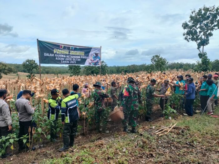Kodim 0808/Blitar Gelar Panen Jagung Di Wilayah Kecamatan Panggungrejo