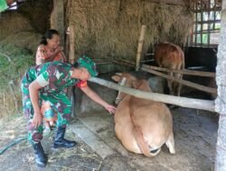 Cegah PMK, Babinsa Pragaan Turut Gencarkan Pengecekan Hewan