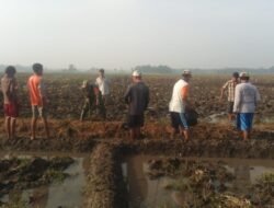 Berantas Hama Padi, Babinsa Bersama Warga Desa Ngogri Melaksanakan Gropyok Tikus