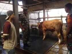 Pemantauan Kandang Sapi Antara Dinas Peternakan Bersama Koramil 0814/01 Kota Jombang Yang Sudah Divaksin