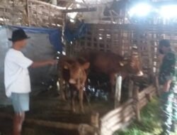 Sambangi Peternak Sapi,Babinsa Wuluh Koramil 0814/12 Kesamben Edukasi PMK