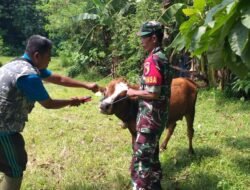 Babinsa Desa Njanti Melaksanakan Pendampingan Vaksin Dan Pemasangan Anting Pada Ternak