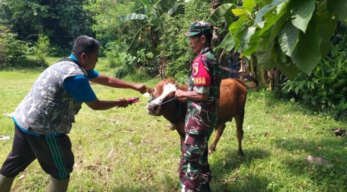 Babinsa Desa Njanti Melaksanakan Pendampingan Vaksin Dan Pemasangan Anting Pada Ternak