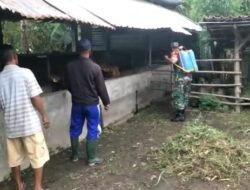 Babinsa Koramil 0814/05 Perak Melaksanakan Giat Penyemprotan Kandang Ternak Cegah PMK