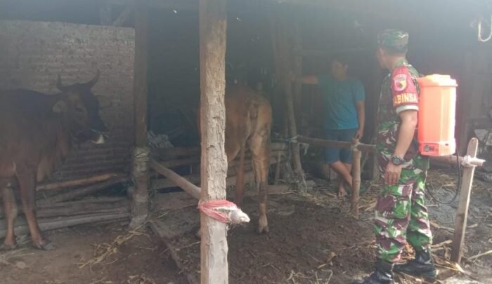 Antisipasi PMK Serka Tarmaji Anggota Koramil 0814-09/Kudu Lakukan Penyemprotan Ke Kandang Ternak di Desa Binaan