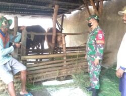 Cegah PMK, Babinsa Sumberagung Turut Gencarkan Pengecekan Hewan