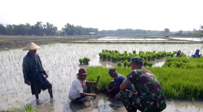 Babinsa Koramil 0814-07/ Kabuh Komsos Dengan Petani Padi