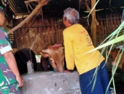 Manunggal dengan Rakyat, Babinsa Koramil 0814/12 Kesamben Sambangi Peternak Sapi         