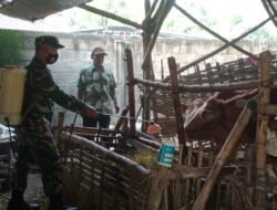 Cegah Wabah PMK, Babinsa Lakukan Penyemprotan Ternak Bersama Dinas Peternakan