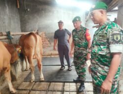 Kegiatan Pemantauan Kandang sapi, Dinas Peternakan Bersama koramil 0814/01 Kota Jombang Setelah Vaksinasi Hewan di wilayah