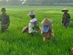 Tingkatkan Penghasilan,Babinsa 0814/04 Gudo Bantu Petani Menyiangi Gulma Pengganggu Tanaman Padi