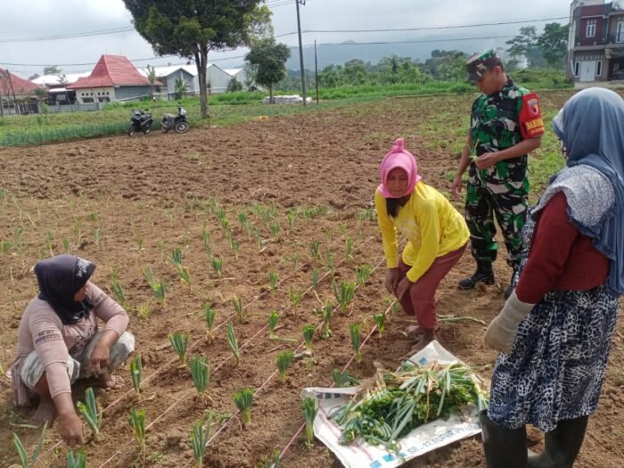 Dukung Ketahanan Pangan, Serda Budi Hartono Bantu Warga Tanam Bawang prei