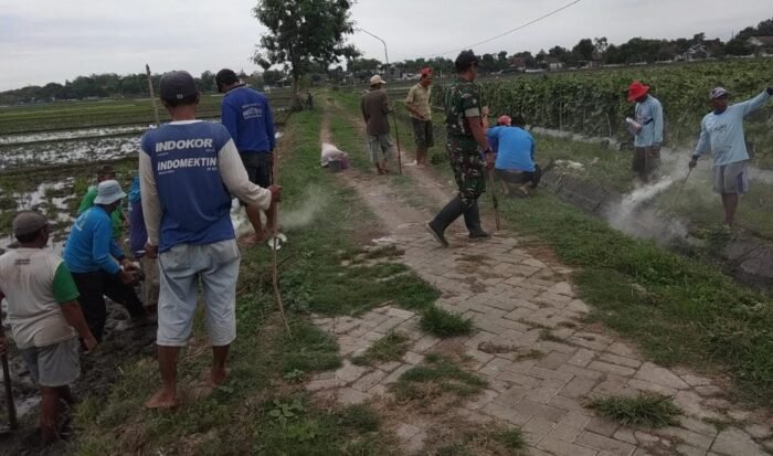 Berantas Hama Padi, Babinsa Bersama Warga Desa Pacar Peluk Melaksanakan Gropyok Tikus