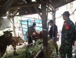 Babinsa Koramil 14/Ngoro, Aktif Dampingi Dinas Peternakan Dalam Vaksinasi Pencegahan PMK