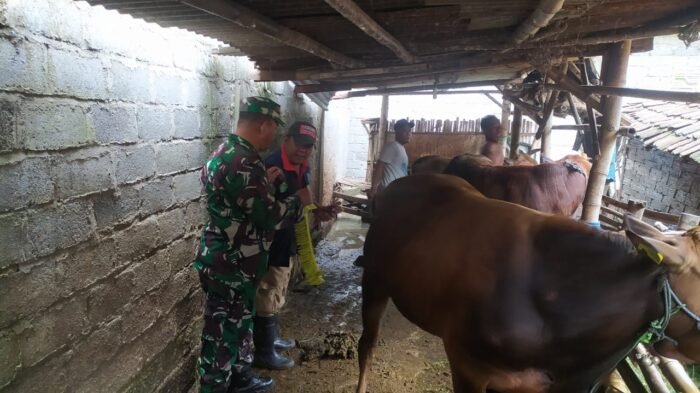 Babinsa Desa Penggaron Koramil 0814/15 Mojowarno Pantau Dan Cek Kesehatan Ternak Sapi Warga