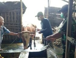 Hindari PMK,Babinsa Koramil 0814/11 Sumobito Periksa Hewan Ternak Sapi