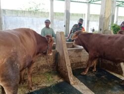 Babinsa Koramil 0814/01 Kota Kodim 0814/Jombang Melaksanakan Komsos Bersama Peternak Sapi Di Wiayah Binaannya