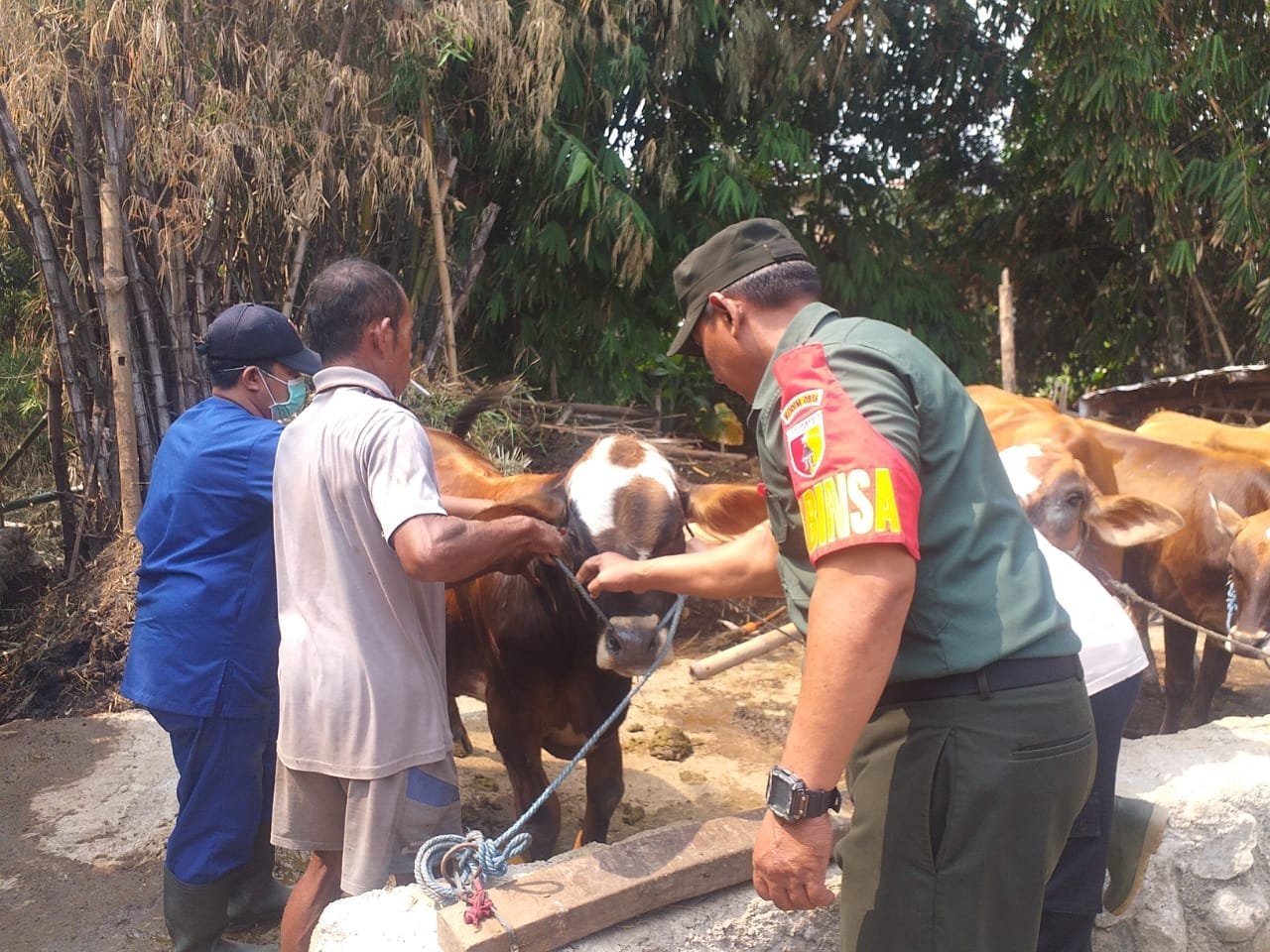 Koramil and BPP Inspect Cattle and Goats in Dlanggu District to Prevent Foot and Mouth Disease and Lumpy Skin Disease Outbreaks