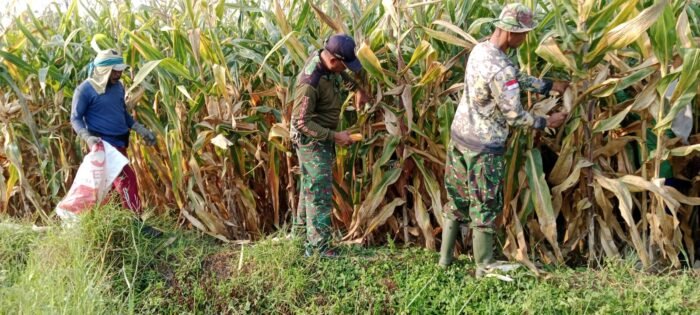 Wujud Kemanunggalan TNI – Rakyat Babinsa Koramil Kutorejo Bantu Petani Panen Jagung