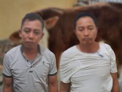 Dua Tersangka Penadah Sapi Curian Ditangkap, Enam Ekor Sapi Milik Warga Diamankan