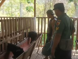 Babinsa 0814/17 Wonosalam Laksanakan Komsos Dengan Warga Pemilik Ternak