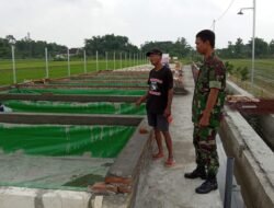 Babinsa 11/Sumobito Jalin Silaturahmi Dengan Peternak Ikan Lele Di Desa Binaan