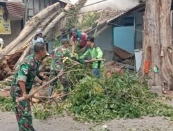Pohon Tumbang Timpa Rumah Nenek Di Mojosari, Personel TNI Bareng DLH – PUPR & Relawan Lakukan Evakuasi