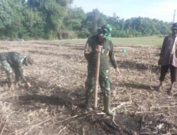 Maksimalkan Program Ketahanan Pangan, Babinsa Pos Ramil Mojoanyar Bareng Poktan Tanam Jagung 2 Ha
