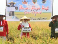 Panen Raya Padi, Bupati Ikfına Dorong Petani Terus Manfaatkan Pupuk Organik dari Urine Kelinci