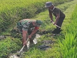 Selalu Dekat Dengan Warganya, Babinsa Desa Selopuro Tingkatkan Hasil Panen Petani