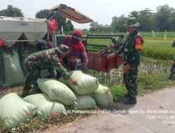 Efektifkan Produksi, Babinsa Koramil Gedeg Bersama Poktan Rosan Panen Raya Gunakan Alat Modern