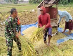 Sukseskan Ketahanan pangan, Babinsa Bantu Petani Panen Padi