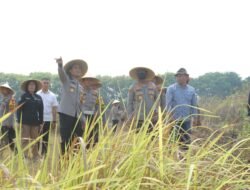 Polres Mojokerto Manfaatkan Lahan Tidur untuk Tanam Jagung,Dukung Program Ketahanan Pangan Nasional