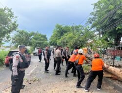 Petugas Gabungan Evakuasi Pohon Tumbang Akibat Hujan Disertai Angin Kencang di Sidoarjo