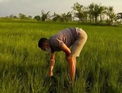 Kasubsi Penmas Humas Polres Lamongan, Aipda Sampurna “Polisi Humanis dan Petani Millenial Inspiratif”
