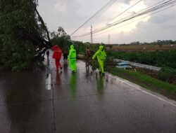 Polsek Jajaran Polres Lamongan Sigap Evakuasi Pohon Tumbang Akibat Hujan Deras di Beberapa Wilayah