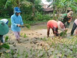 Kawal Program Hanpangan, Babinsa Pulorejo Koramil Dawar Dampingi Petani Tanam Padi