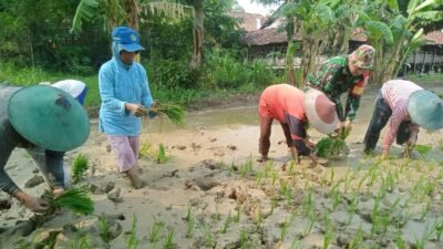 Kawal Program Hanpangan, Babinsa Pulorejo Koramil Dawar Dampingi Petani Tanam Padi