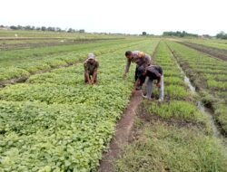 Polsek Tulangan Laksanakan Penanaman Sayur Bersama Petani di Desa Grabagan dalam Rangka Mendukung Asta Cita