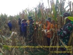 Ketahanan Pangan, Babinsa Pos Mojoanyar Bareng Poktan Panen Jagung