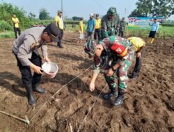 Dukung Swasembada Pangan, Kapolsek Dlanggu Bareng Forkopimca dan Gapoktan Olah Lahan Tidur Jadi Lahan Jagung