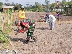Jaga Ketahanan Pangan, Babinsa Tanggung Bantu Petani Tanam Jagung Hibrida