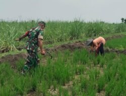 Dukung Ketahanan Pangan Babinsa Koramil 0815/08 Dawarblandong Dampingi Petani Rawat Tanaman Padi