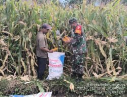 Tingkatkan Produksi Jagung, Babinsa Koramil 0815/14 Dlanggu Bareng Poktan Terus Bekerjasama Wujudkan Hanpangan