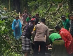 Tertimpa Pohon di Objek Wisata Monkey Forest, Dua Turis Asing Tewas