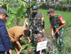 Tanam Ratusan Pohon, Komitmen Koramil 0815/06 Kemlagi Bersama Mahasiswa Unimas Jaga Kelestarian Alam