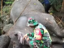 Hanyut Terbawa Banjir, Gajah Milik Bali Zoo Ditemukan Mati Di DAM 
