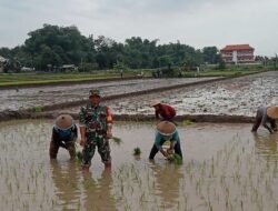 Wujudkan Ketahanan Pangan Babinsa Koramil Dlanggu Hadir Di Tengah – Tengah Petani