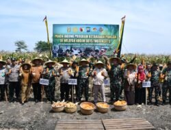 Menuju Target Swasembada Pangan, Kodim 0815/Mojokerto Bareng Kementan, Polri & Pemda Panen Raya Jagung